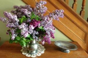 lilacs