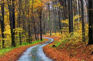 Hiking Through the Autumn Forest