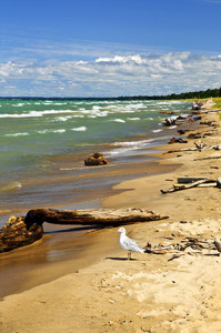 Driftwood at Pinery Provincial Nark, Ontario Canada