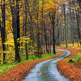 hiking forest autum