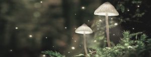 reenchanting your life guide