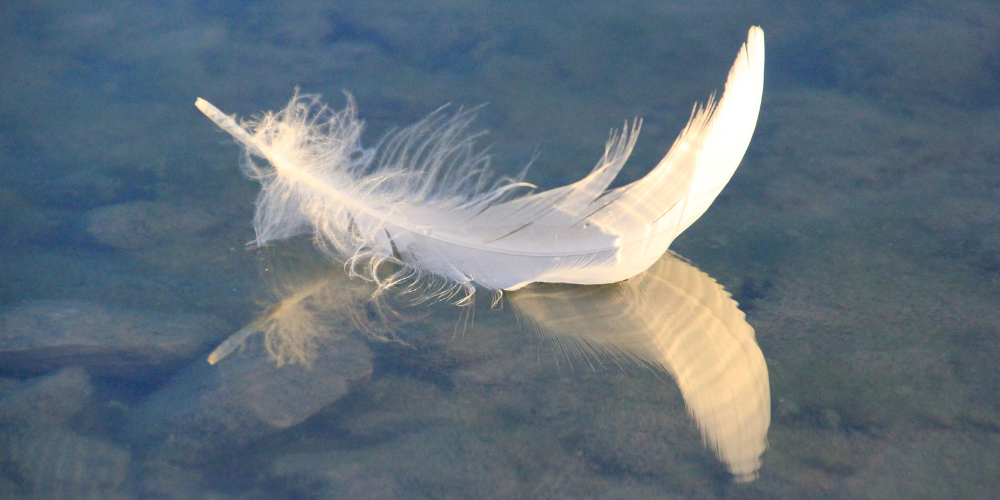 white feather floating on water, winks from the universe