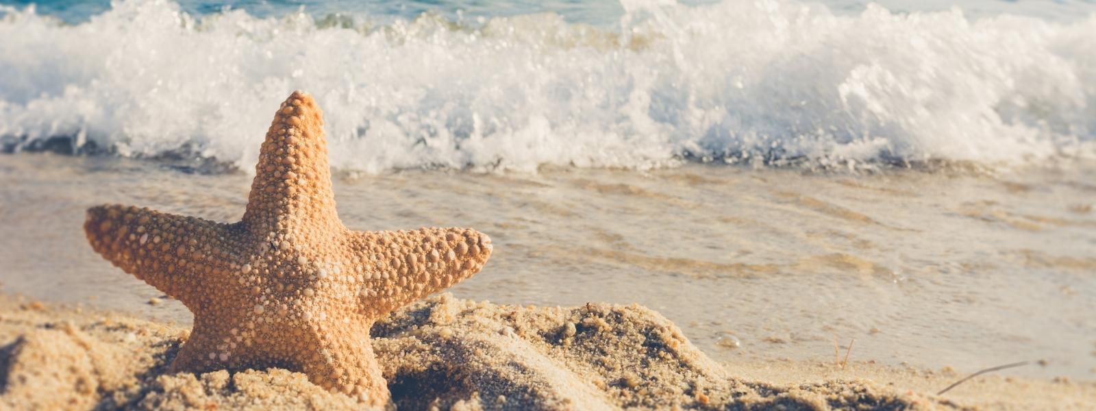 starfish on a beach